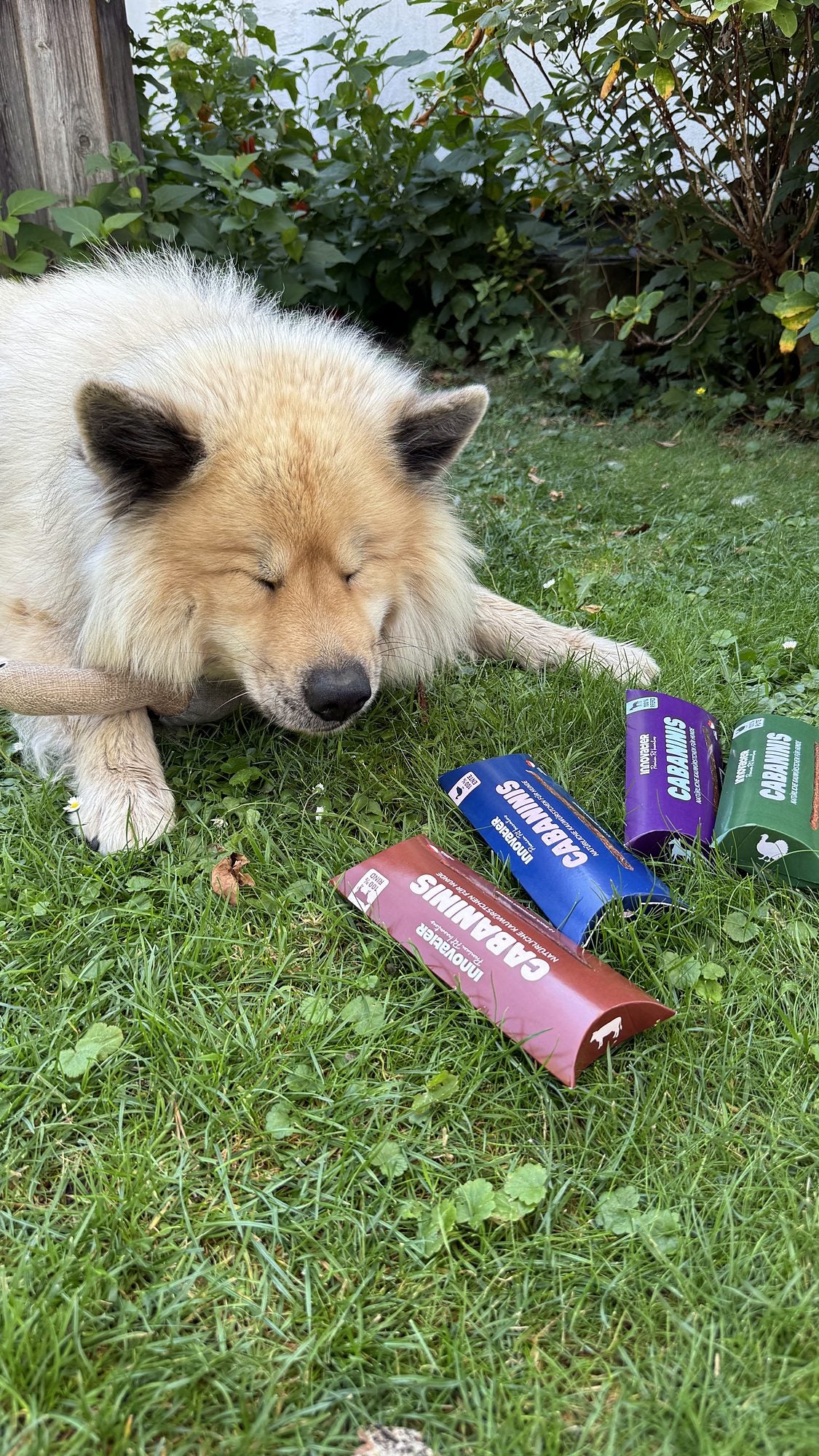 Hund Byron mit den Cabaninis Kauwürstchen