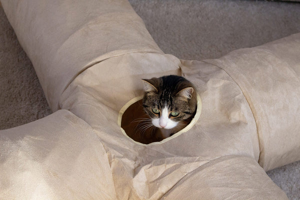 Katze schaut aus der Mittelöffnung des XXL Katzentunnel Cross