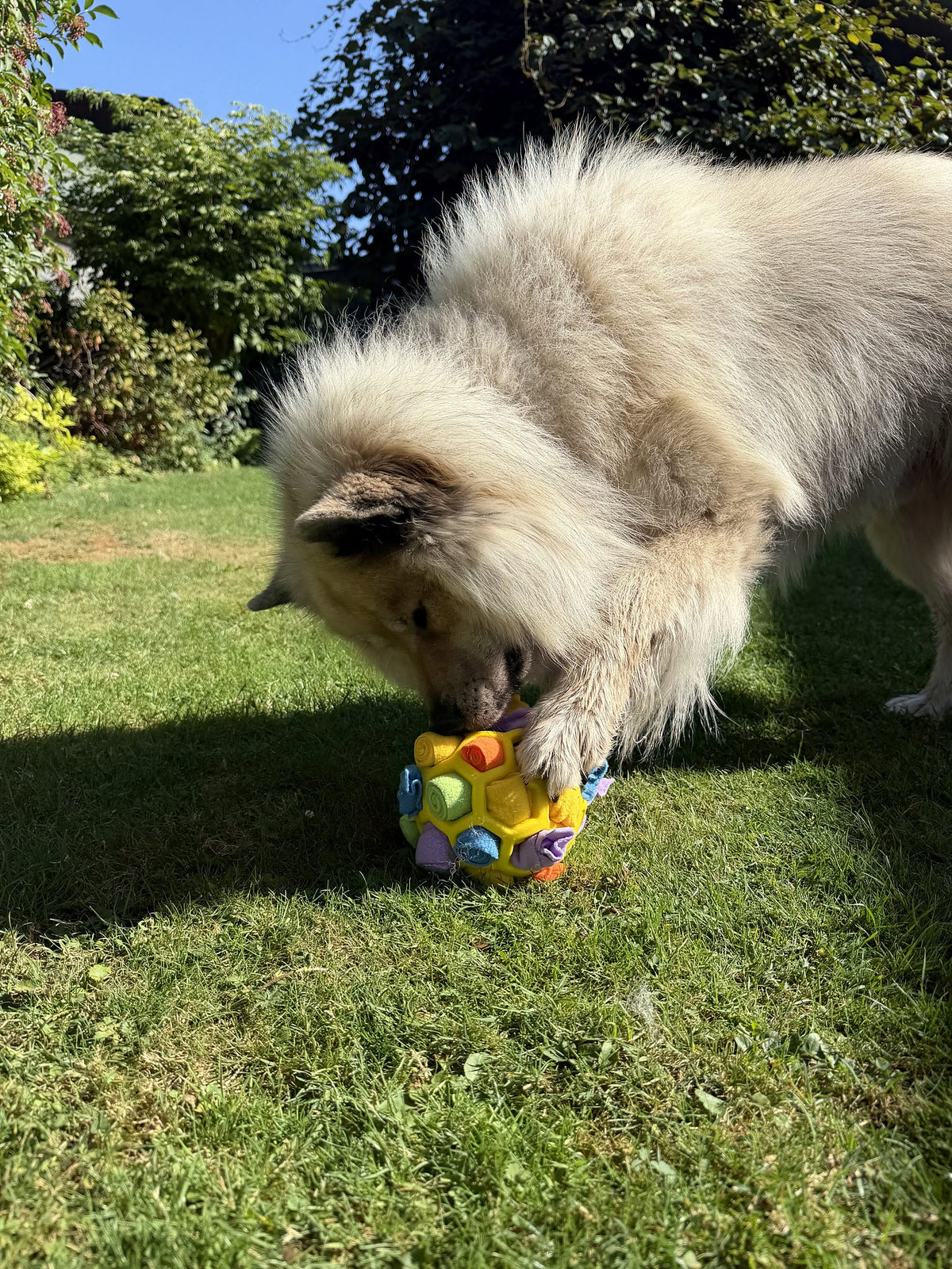 Hund Byron schnüffelt am Schnüffelball im Garten