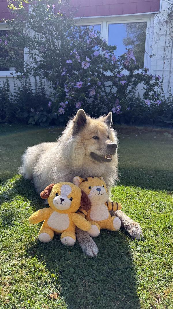 Hund Byron mit dem innovatier Towel Toy