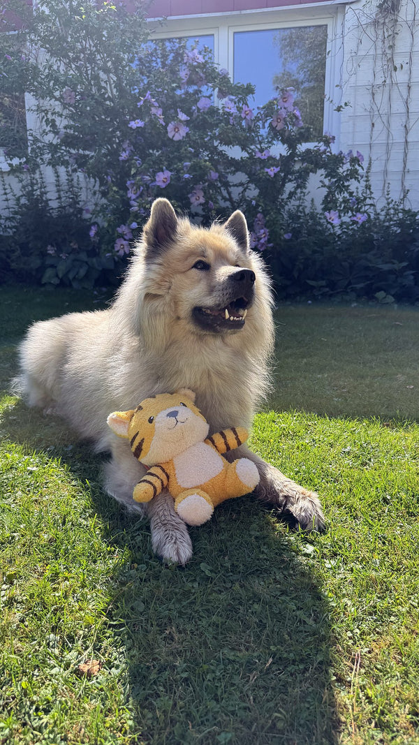 Hund Byron mit dem innovatier Towel Toy