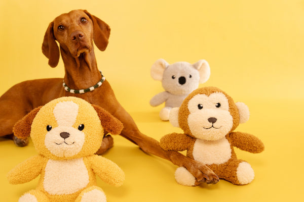 Hund Caley mit den innovatier Towel Toys Hund, Affe und Koala