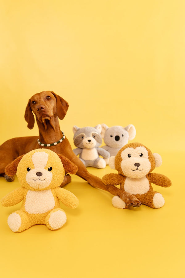 Hund Caley mit den innovatier Towel Toys Hund, Affe und Koala