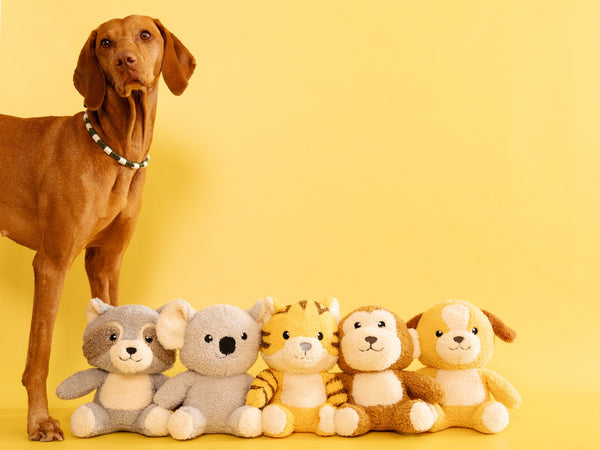 Hund Caley mit allen fünf Towel Toys: Waschbär, Koala, Tiger, Affe und Hund