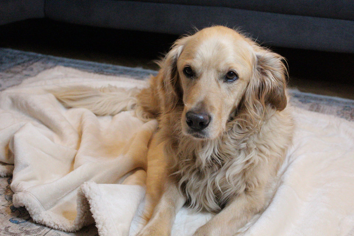 Hund liegt entspannt auf der wasserdichten Hundedecke Flanell in Beige