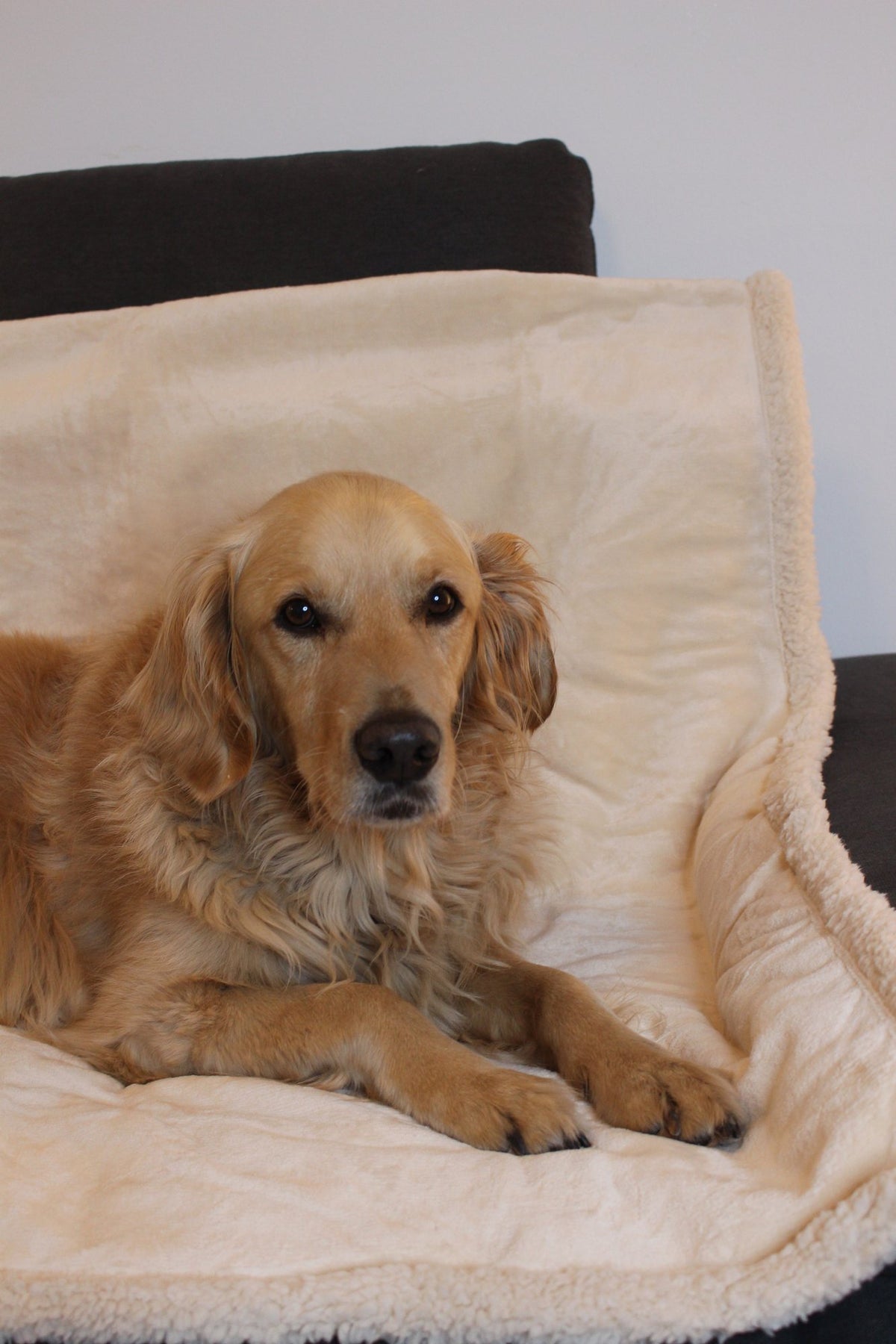 Wasserdichte Decke in Beige schützt das Sofa, Hund liegt darauf