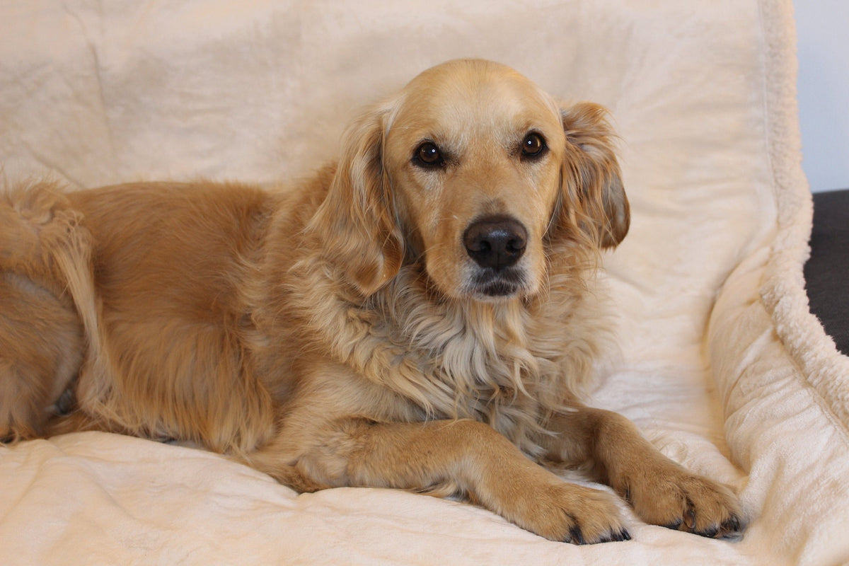Kuschelige wasserdichte Flanelldecke mit Teddyfleece auf dem Sofa, Hund ruht darauf