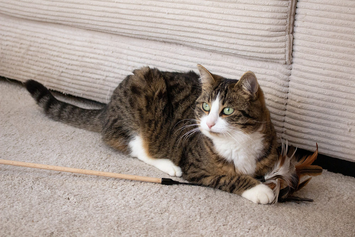 Katze liegt entspannt neben dem XXL Federstab