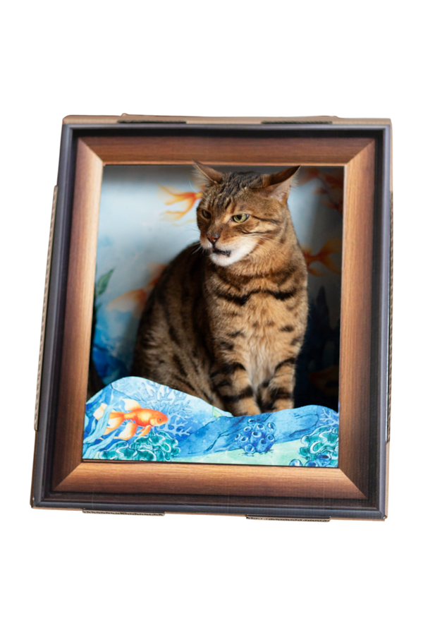 Katzen-Bilderrahmen Aquarium