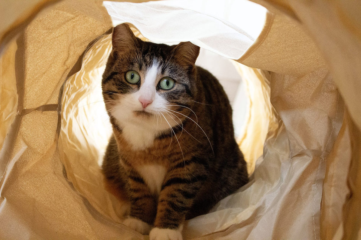 Katze schaut aus dem beigen innovatier XXL Katzentunnel