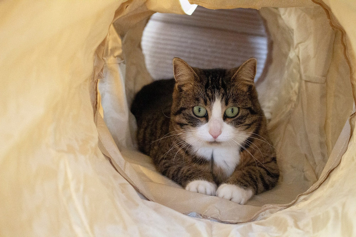 Katze schaut aus dem beigen innovatier XXL Katzentunnel