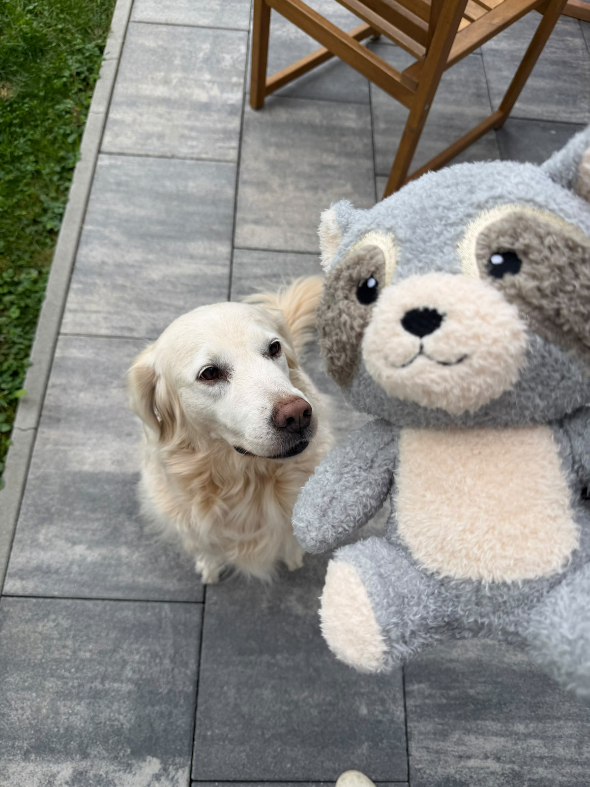 Golden Retriever Mira sitzt neben dem Towel Toy Waschbär