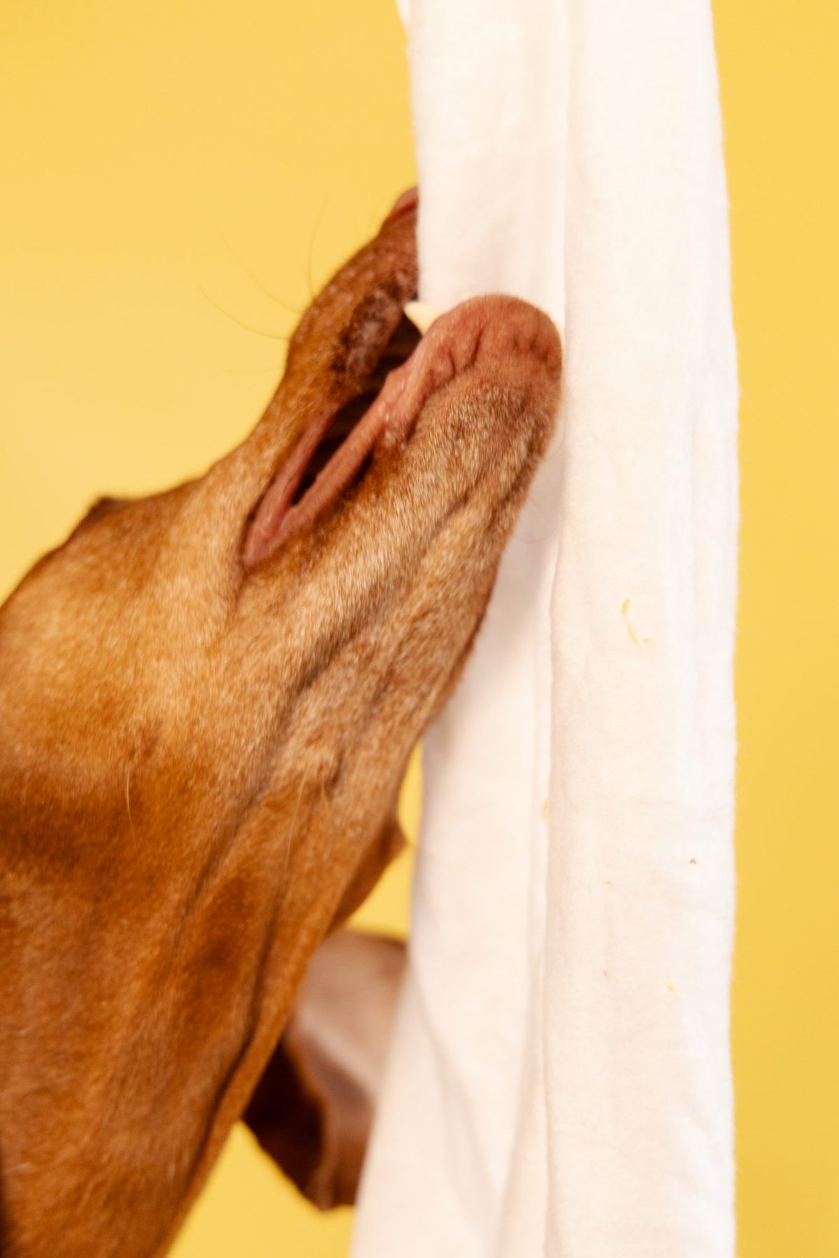 Hund Caley zieht einen Handtuchstreifen aus dem Towel Toy