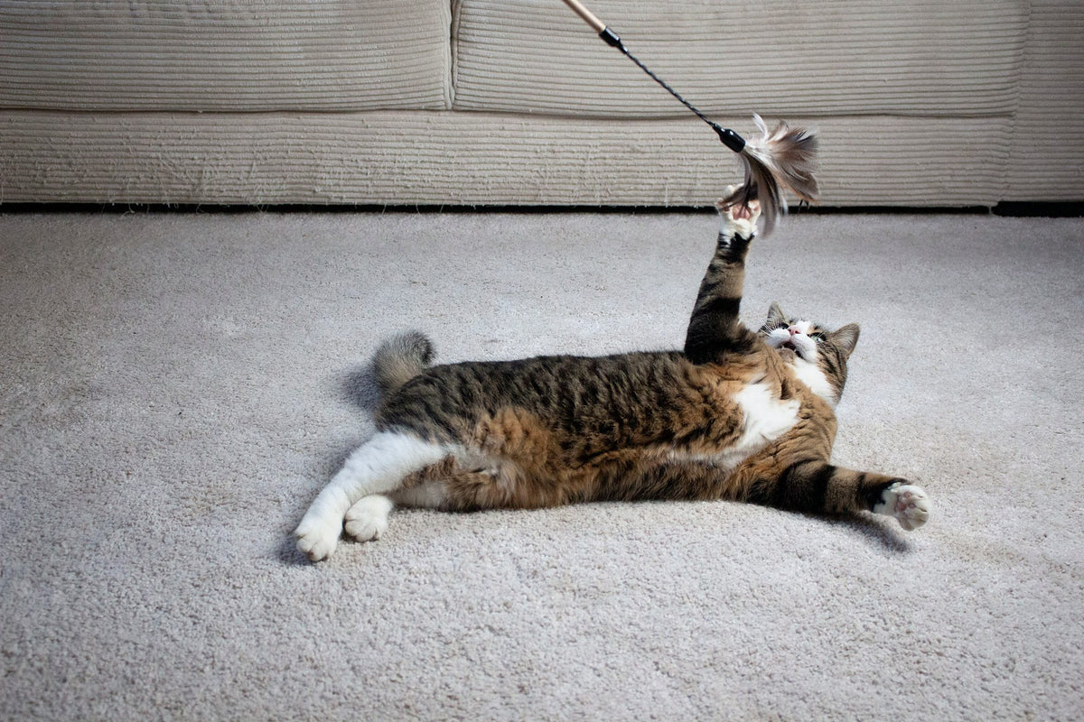 Katze liegt auf dem Rücken und angelt nach den Federn des XXL Federstabs