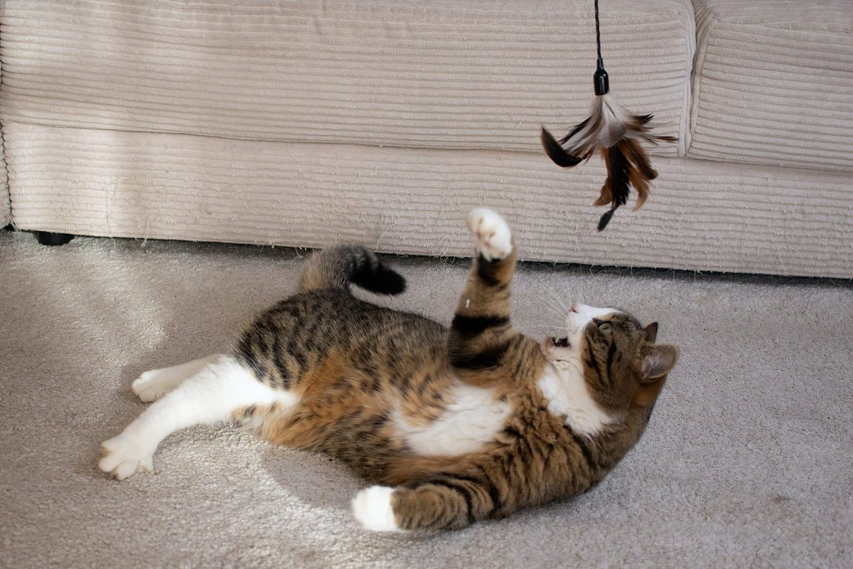 Katze liegt auf dem Rücken und angelt nach den Federn des XXL Federstabs