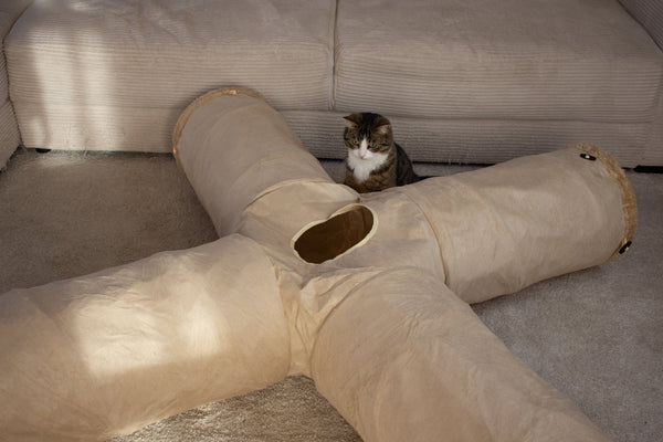 Katze sitzt am aufgebauten XXL Katzentunnel Cross im Wohnzimmer