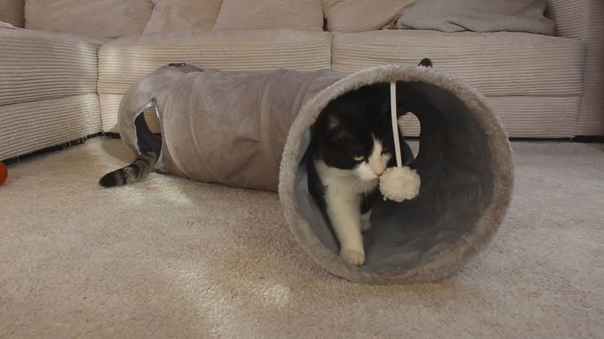 Video: Katze spielt im innovatier XXL Katzentunnel mit dem Pompon
