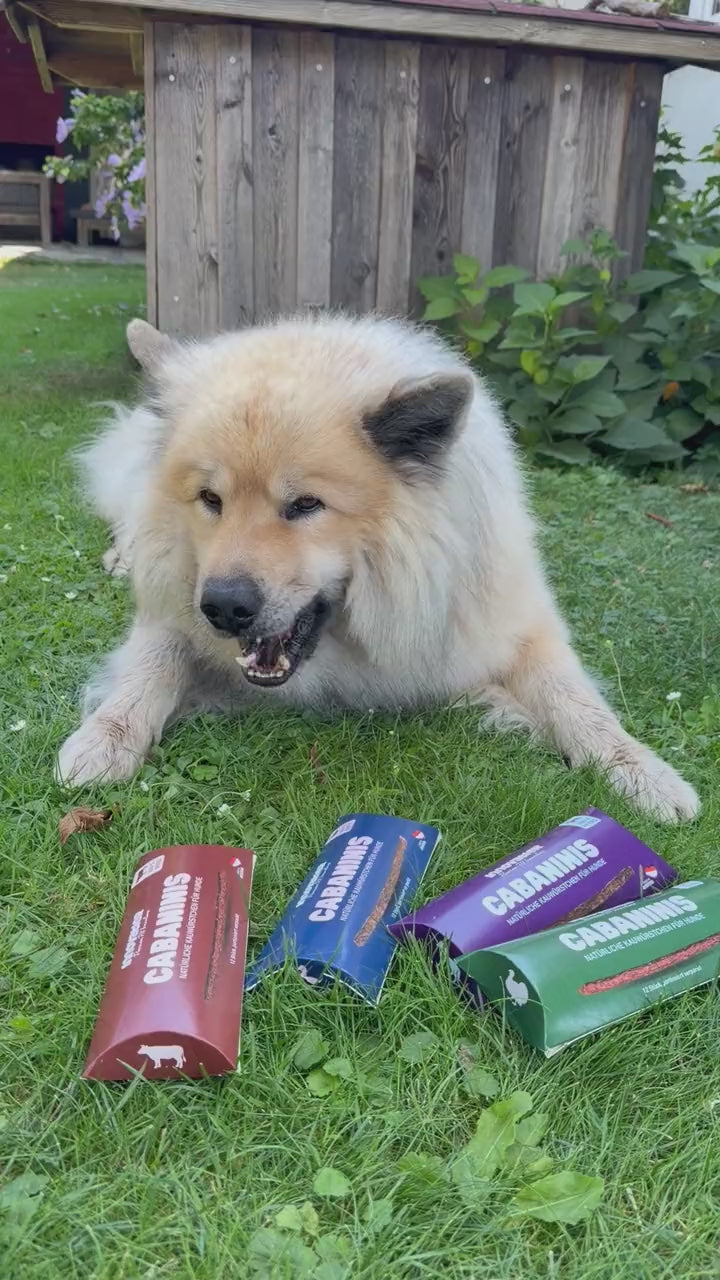 Video: Hund Byron wartet vor den Cabaninis